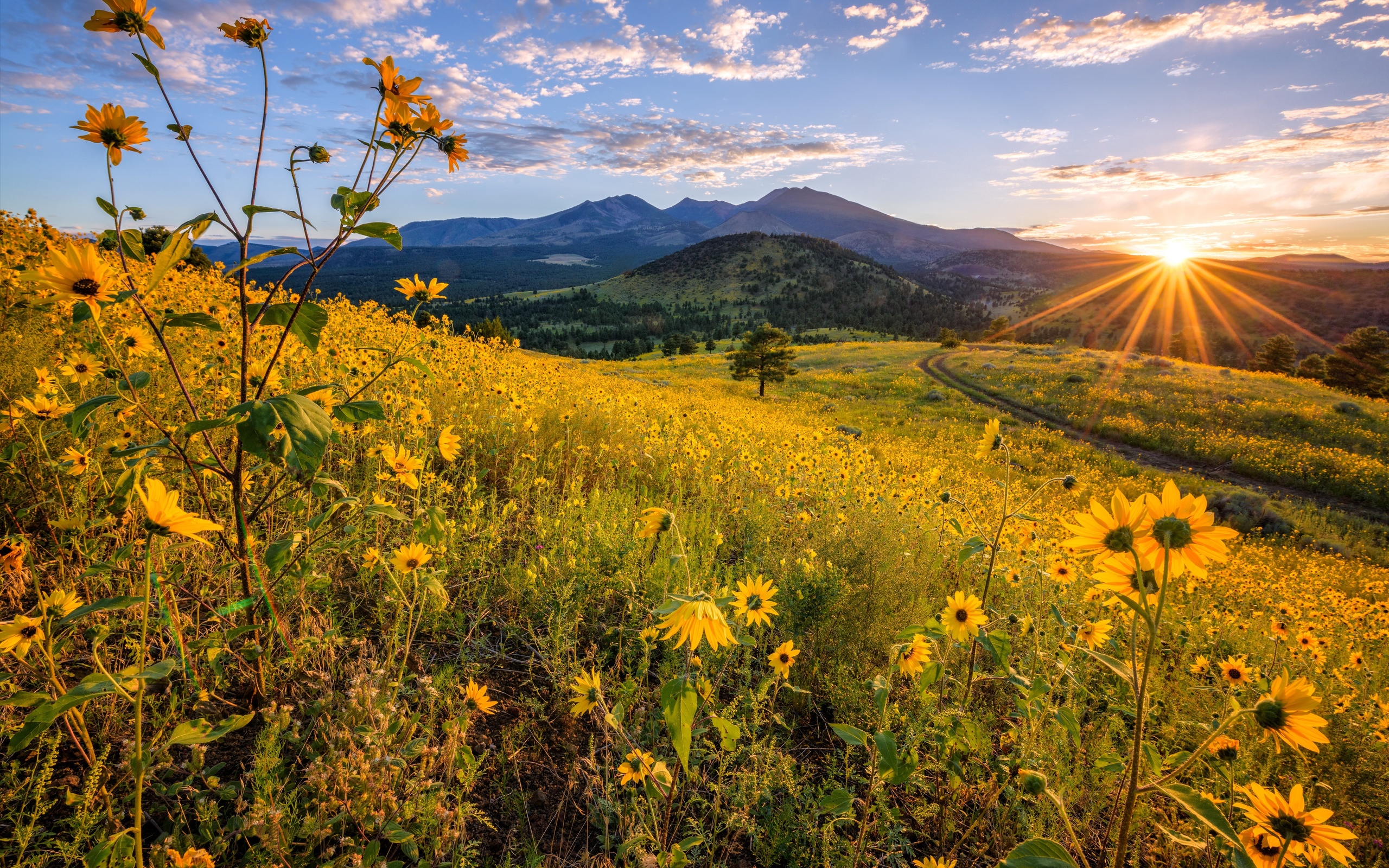 , , , , , flagstaff, arizona, ,  , 