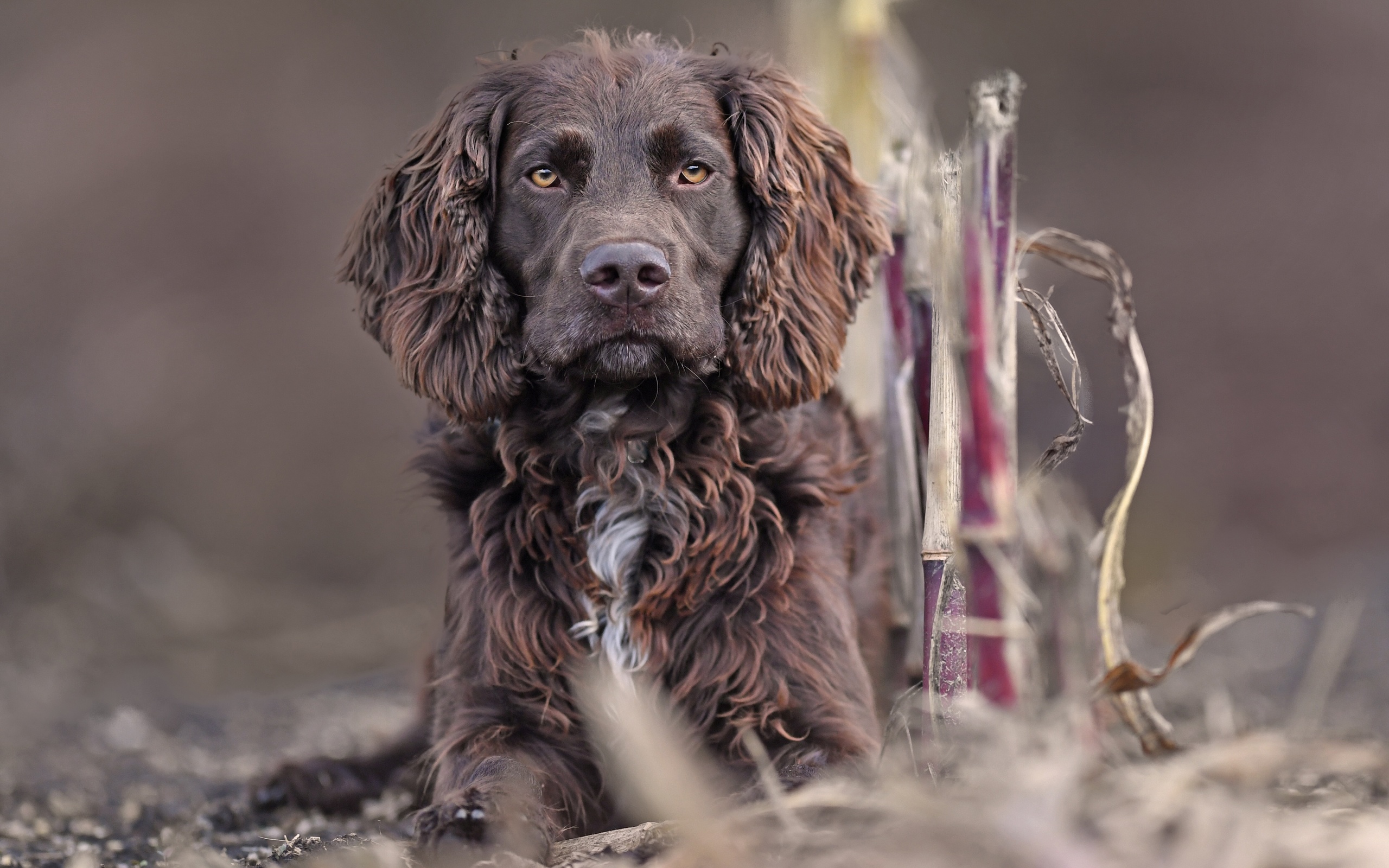 german spaniel, puppy, dog, photography