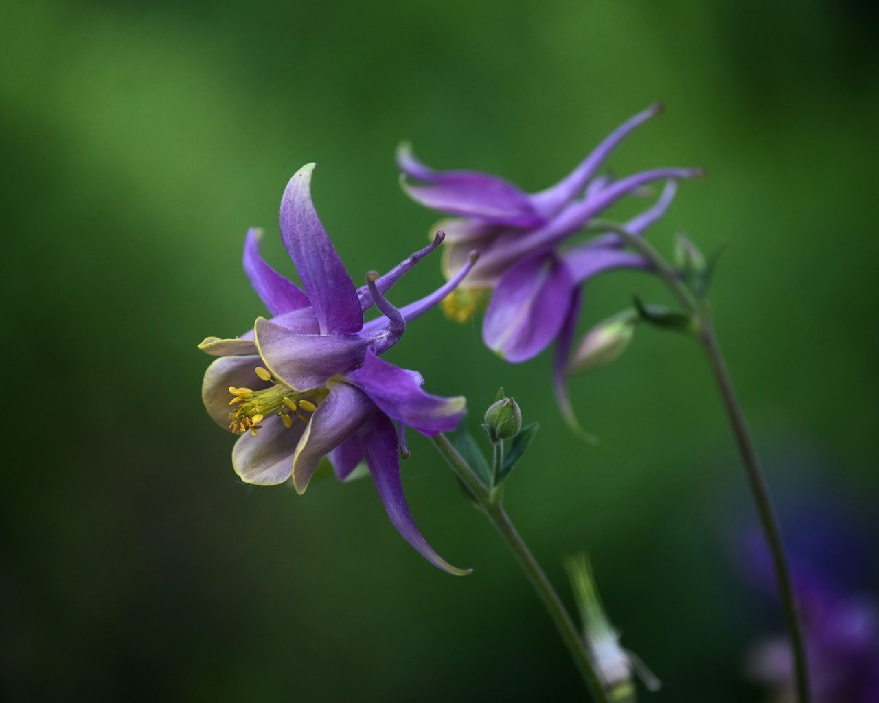 columbine aquilegia,  , , 