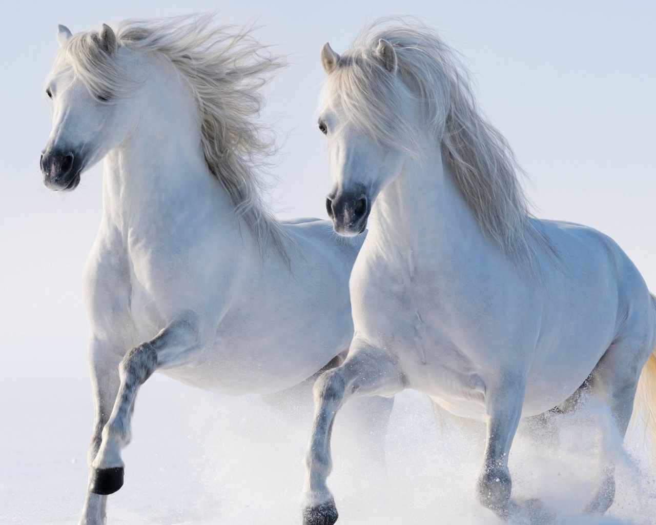 white, twin, horse