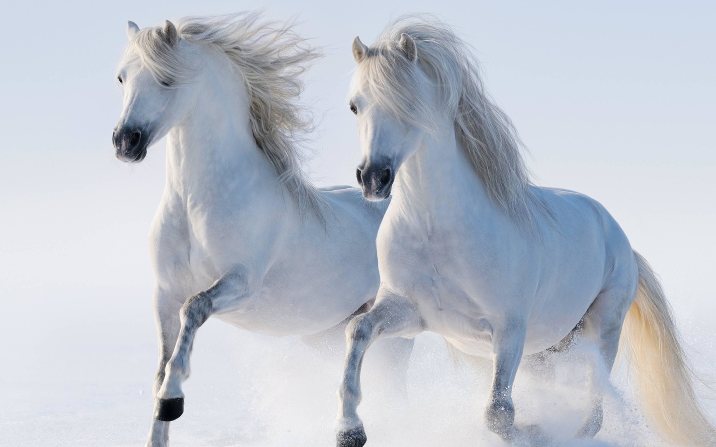 white, twin, horse