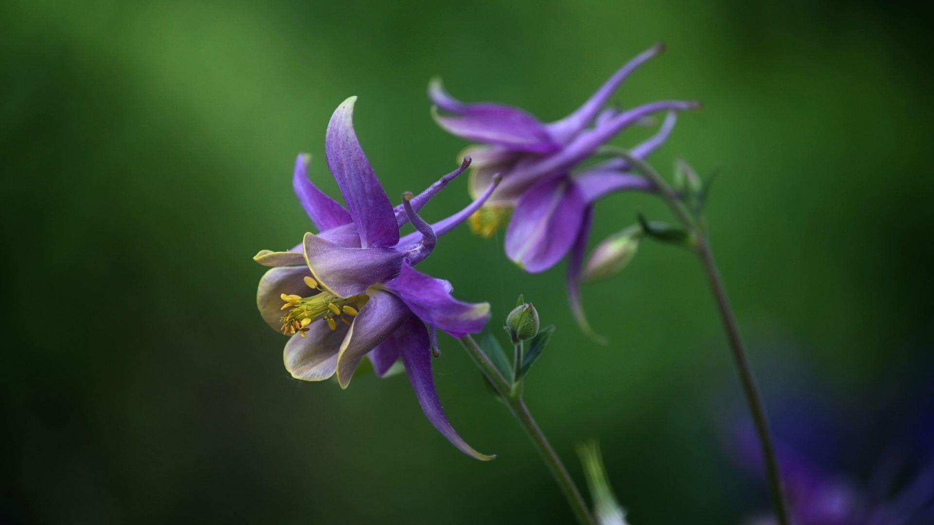 columbine aquilegia,  , , 