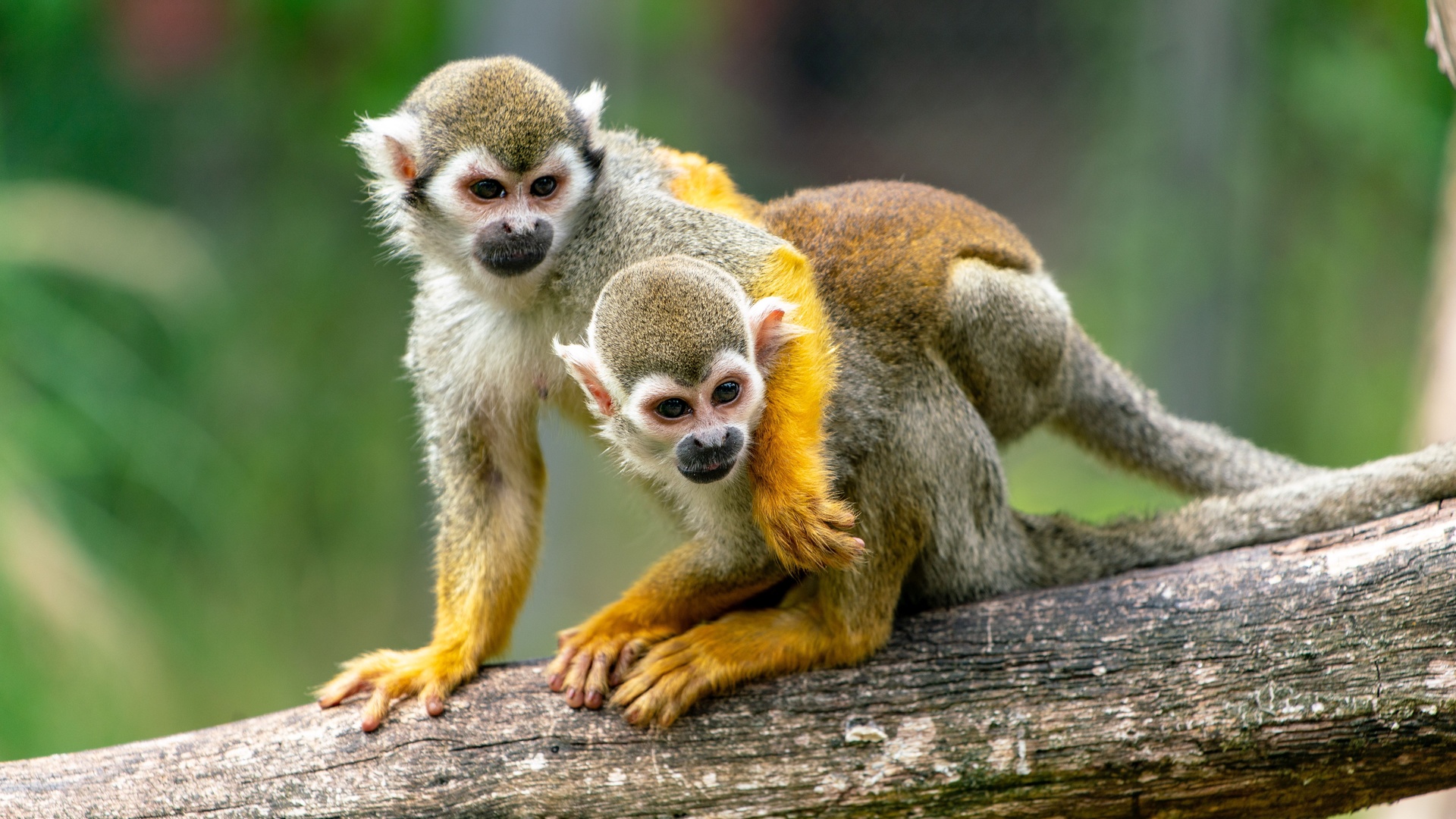 , squirrel, monkey, , , , , 