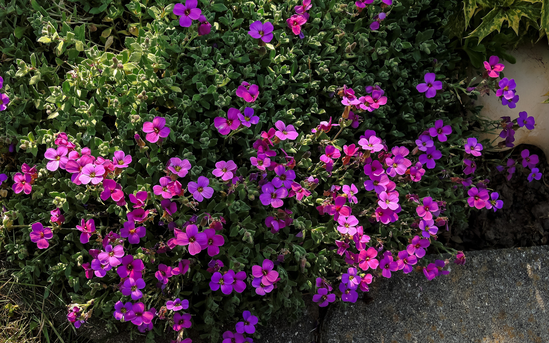 aubretia, , 