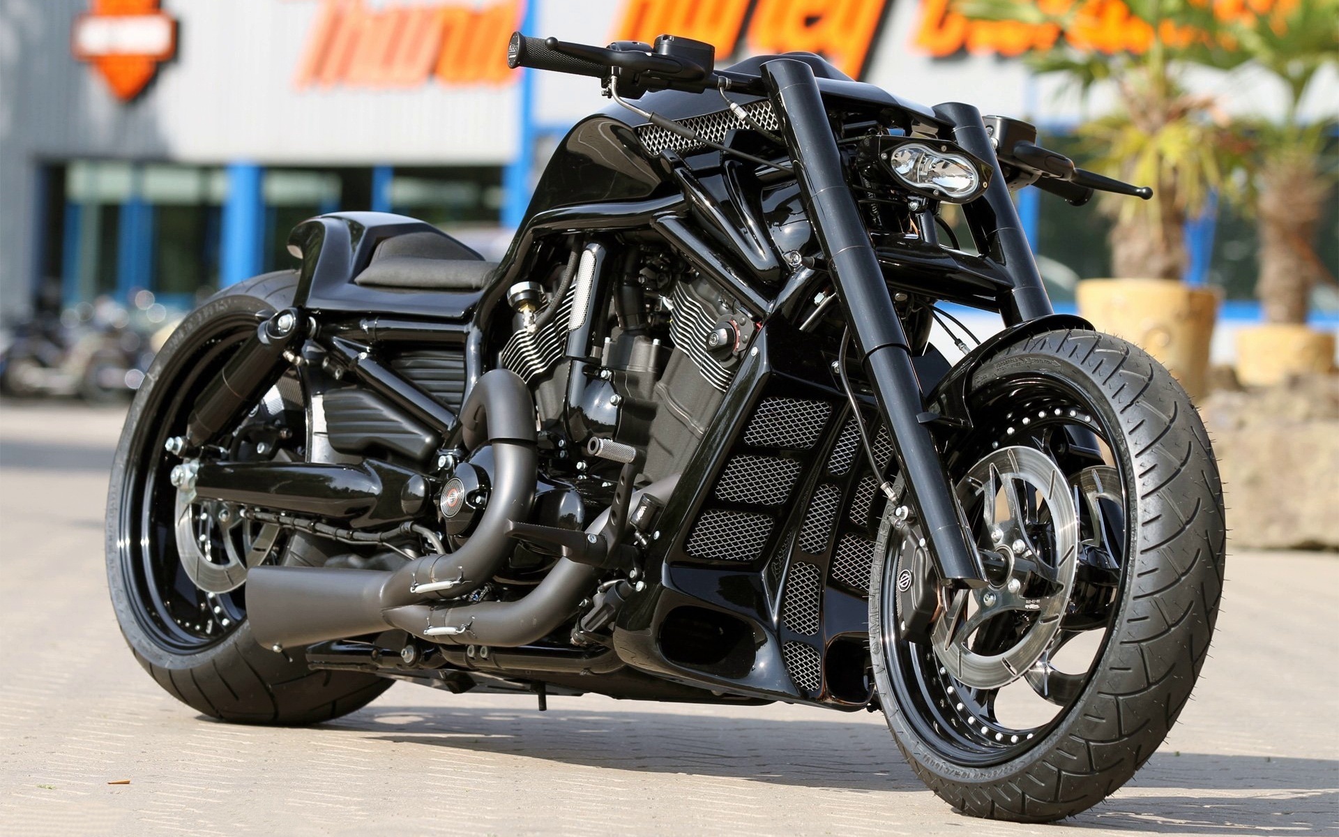 harley davidson, custom, thunderbike