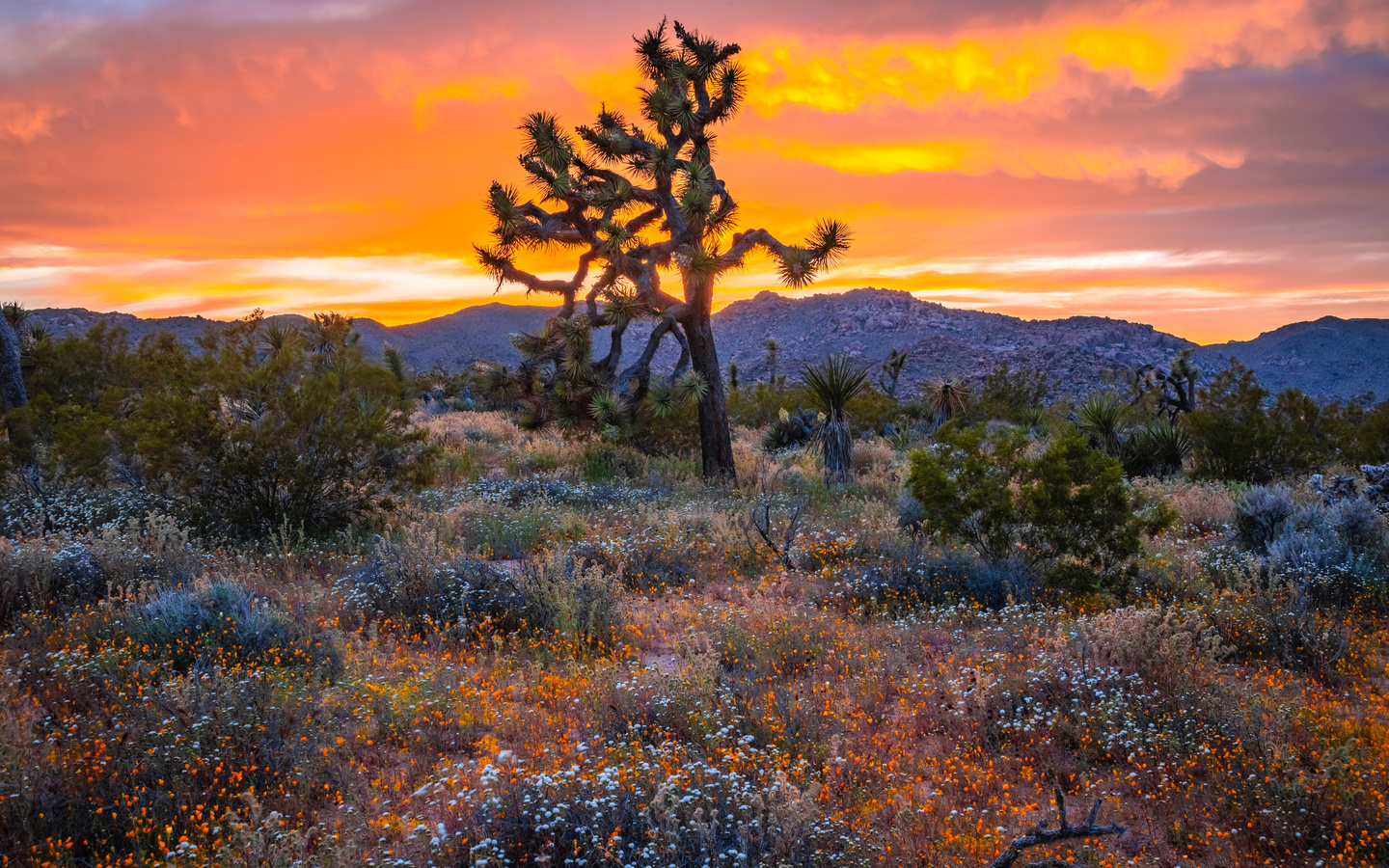 , , joshua tree, national park, , , , 