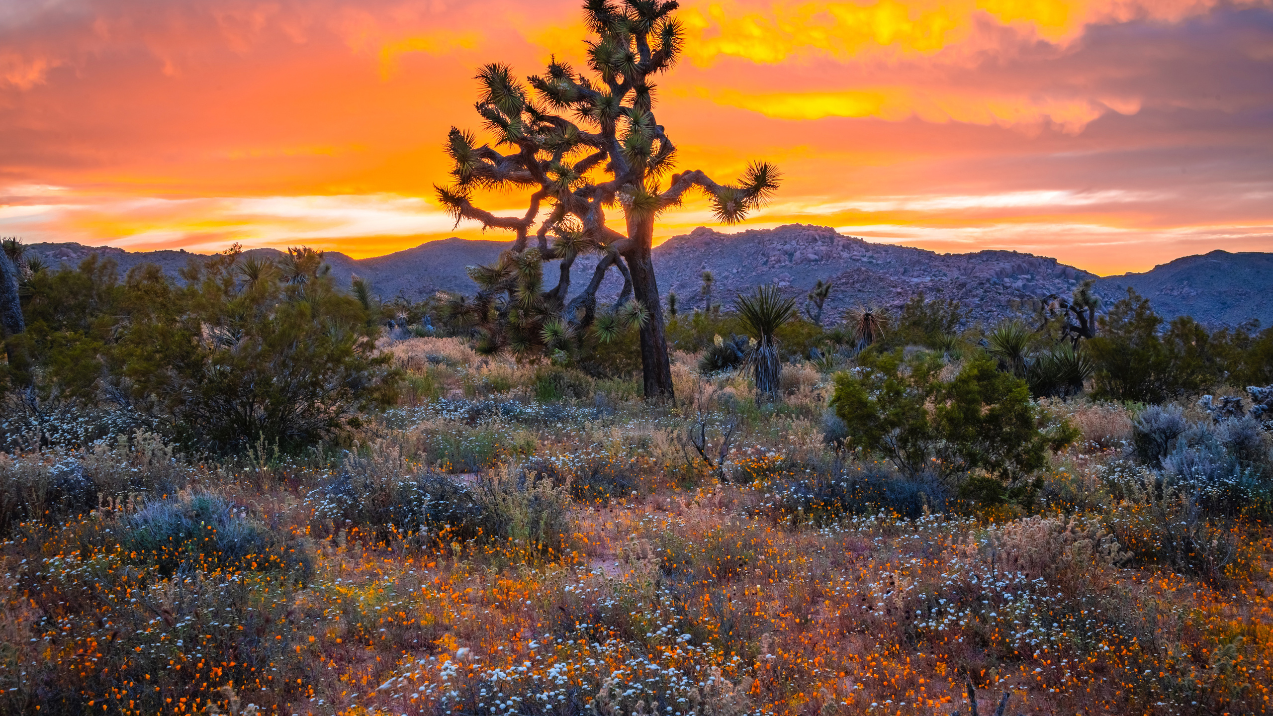 , , joshua tree, national park, , , , 