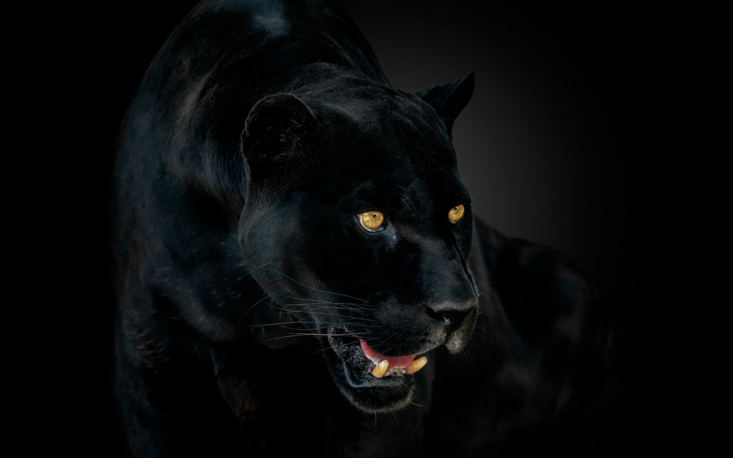 panther, black jaguar