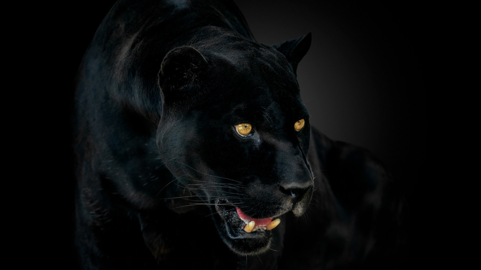 panther, black jaguar