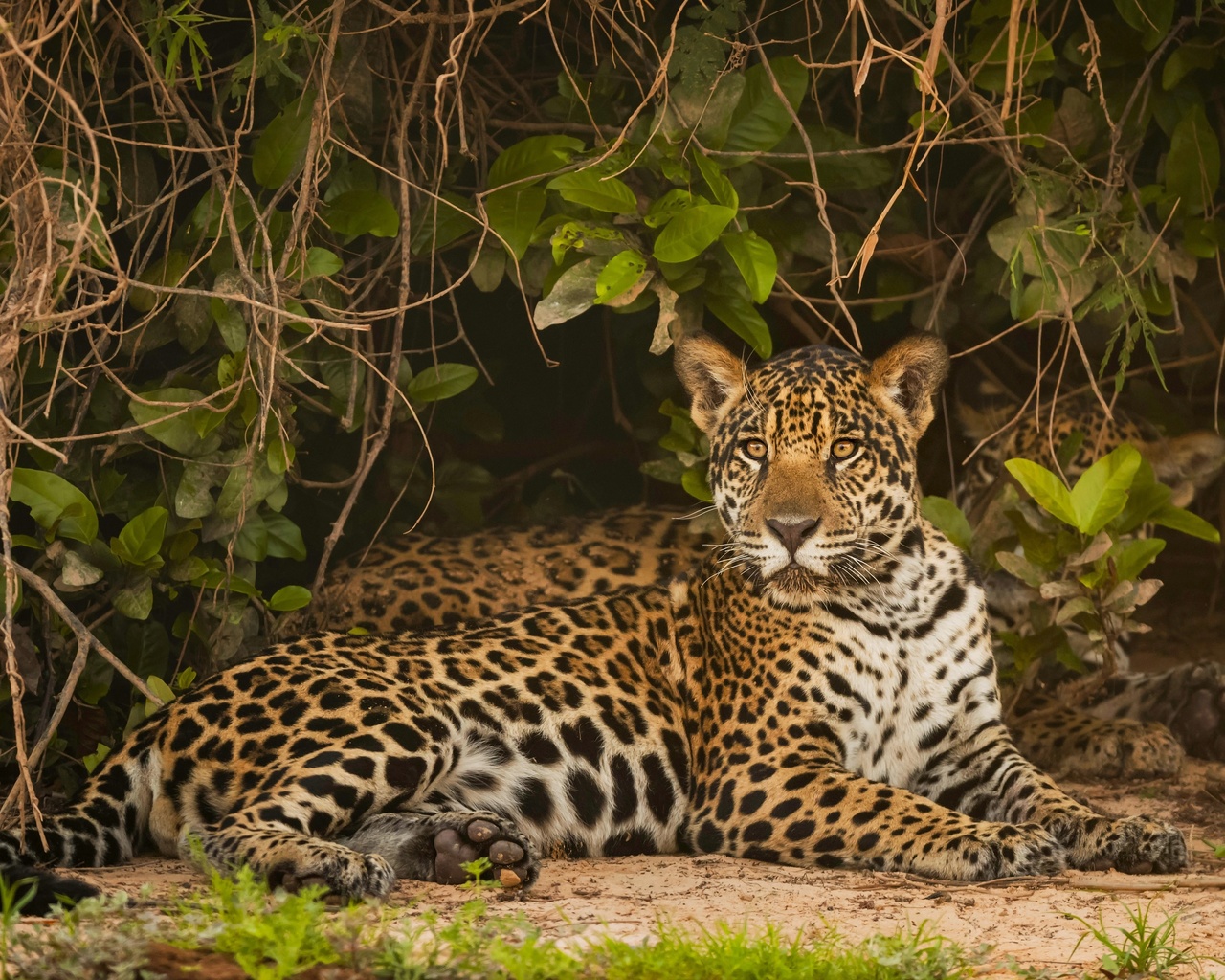 jaguar, lying down, big cats, predator, forest