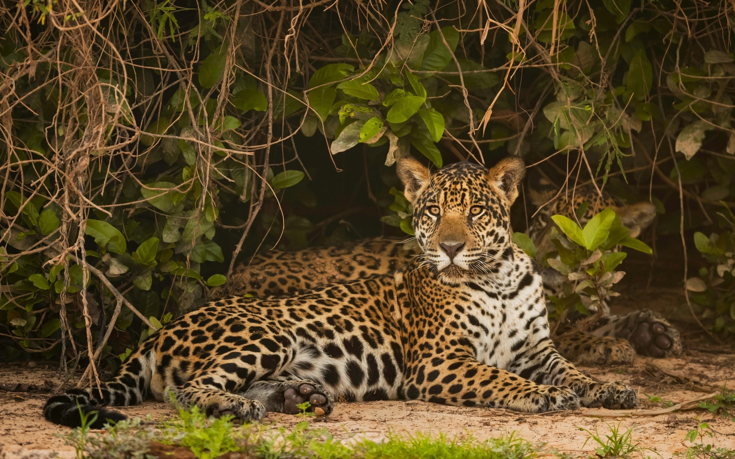 jaguar, lying down, big cats, predator, forest