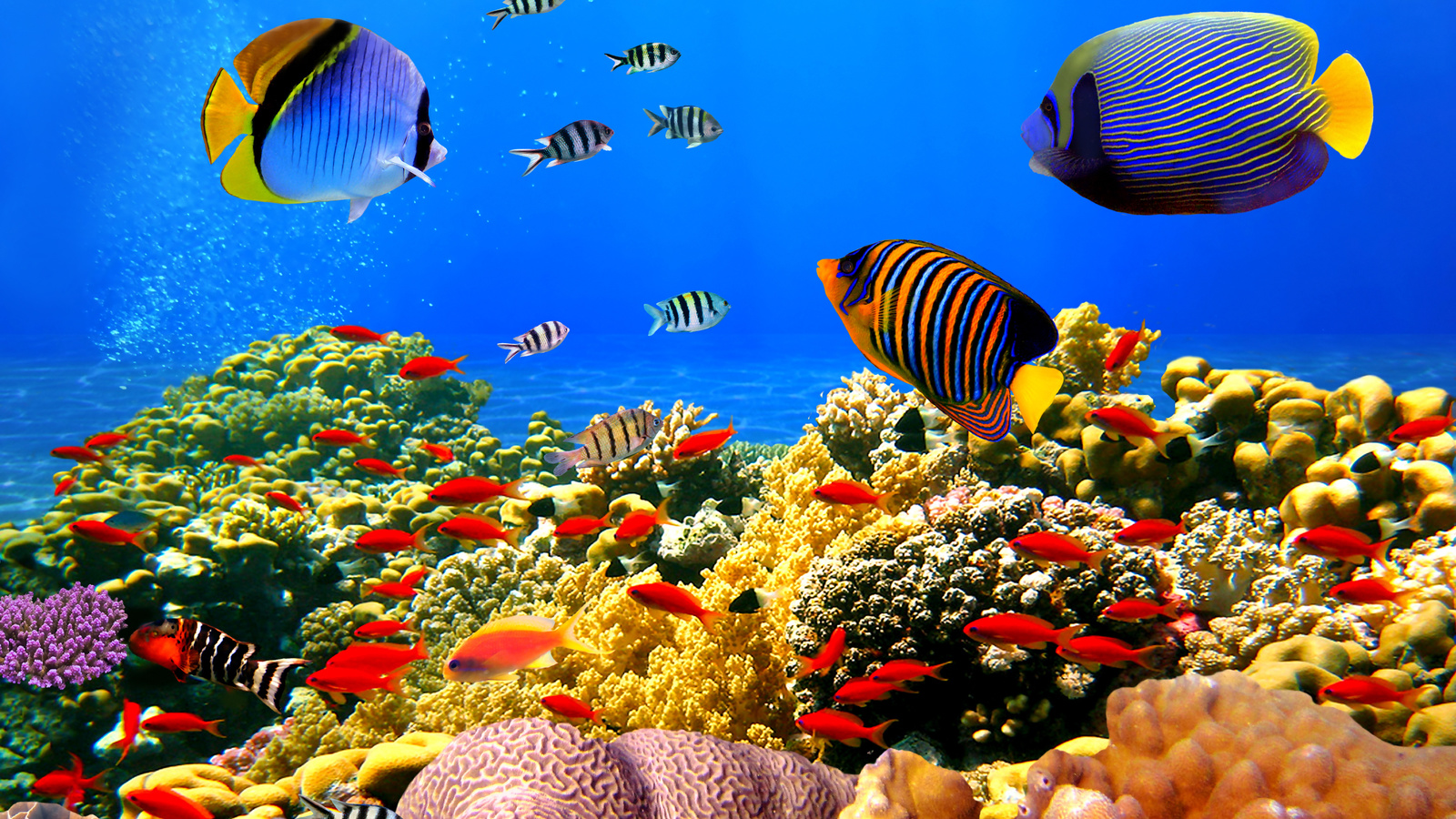 underwater, ocean, fishes, tropi