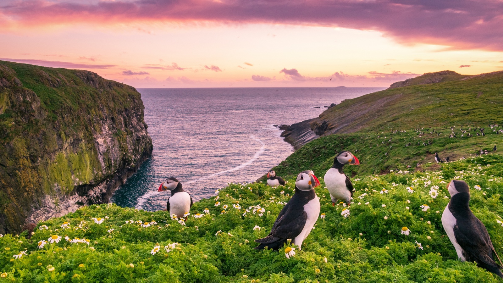 , , , , , , , , , , , skomer island,  