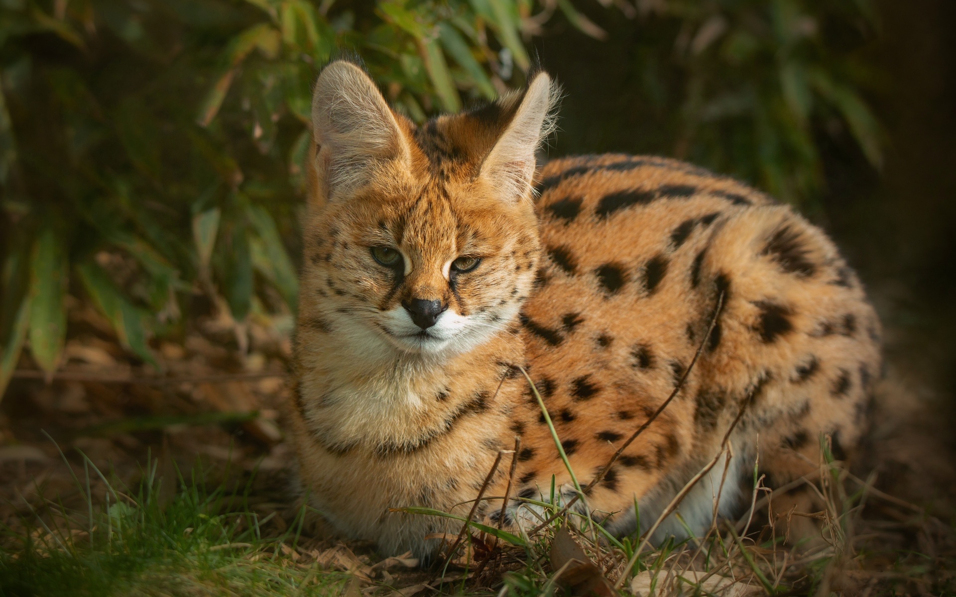 Дикие кошки сервал фото