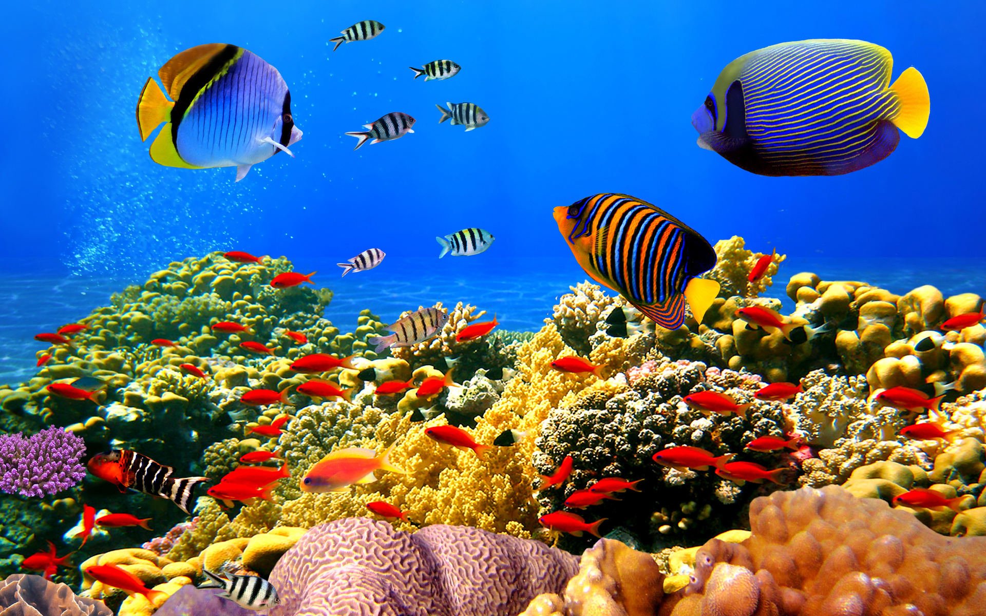 underwater, ocean, fishes, tropi