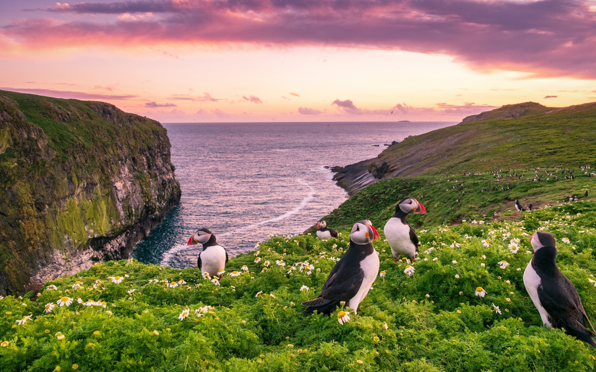 , , , , , , , , , , , skomer island,  