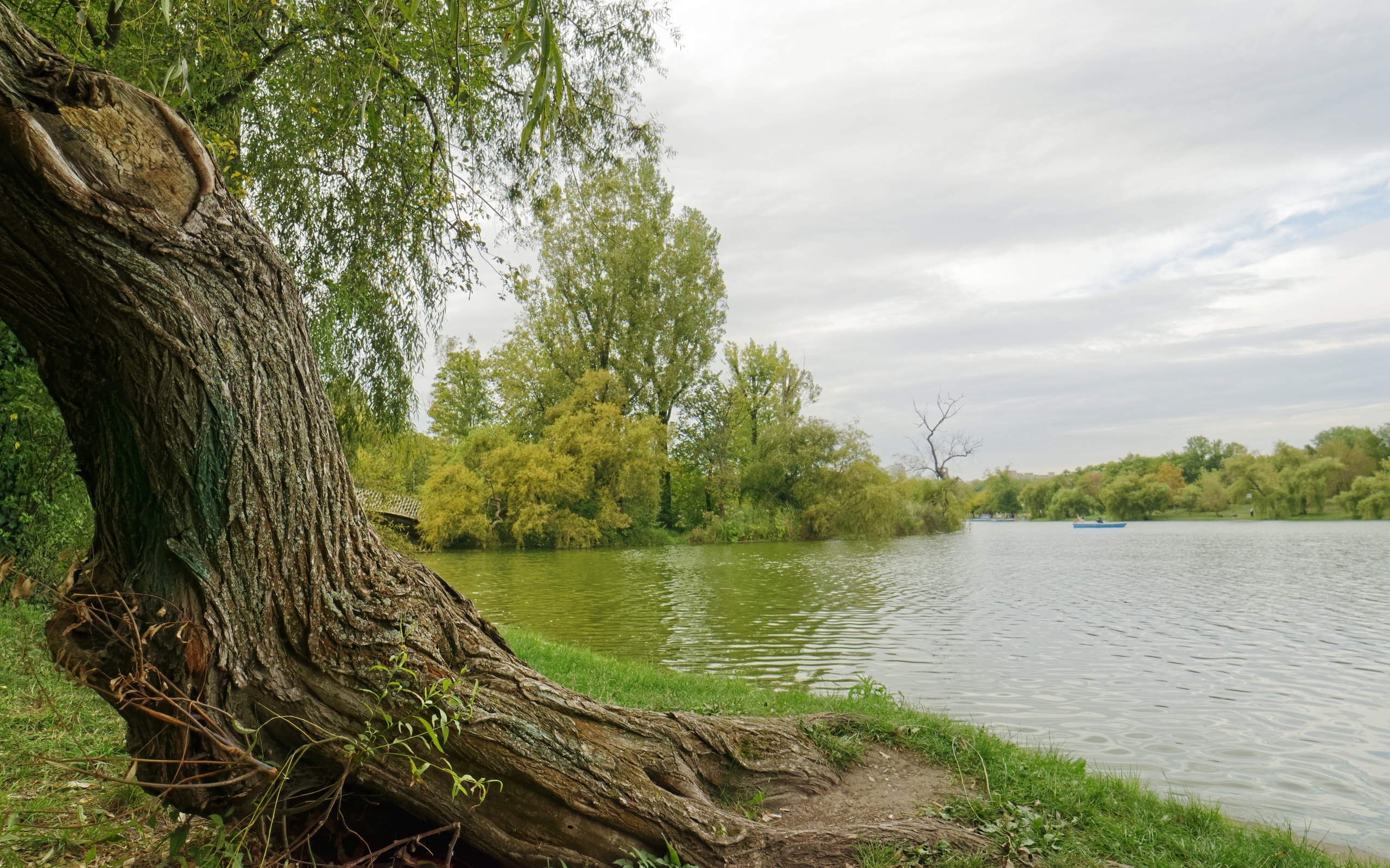 дерево в реке