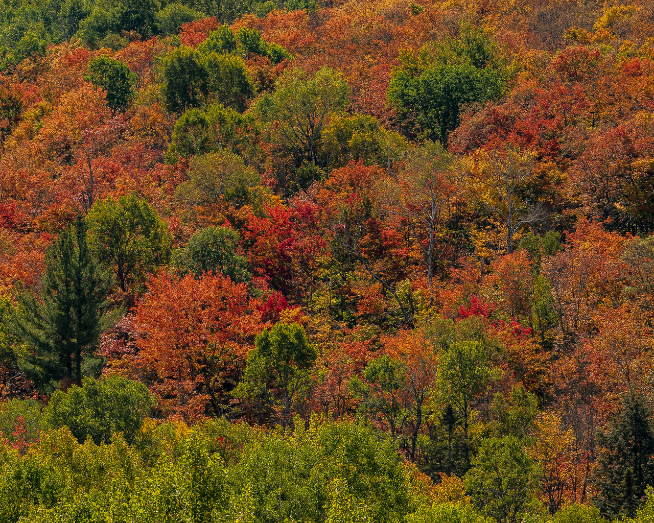 , , algonquin park, ontario, , 