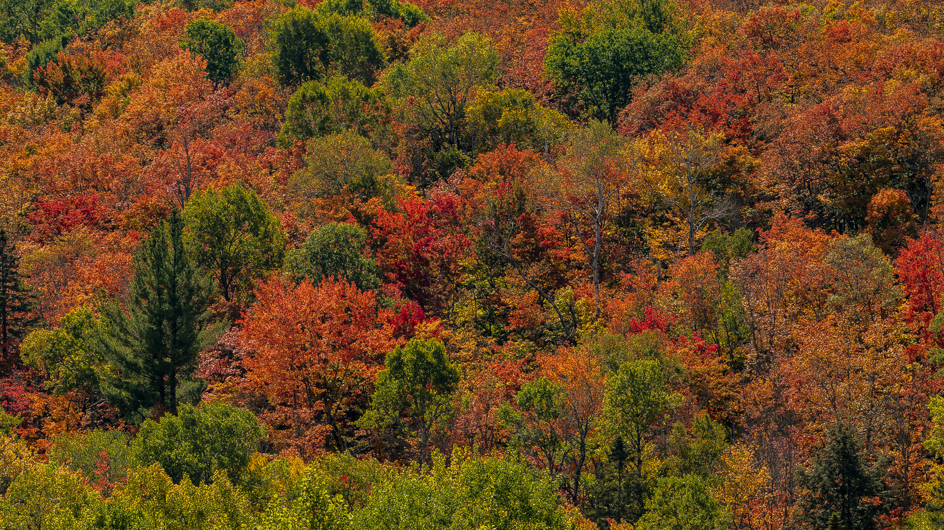 , , algonquin park, ontario, , 