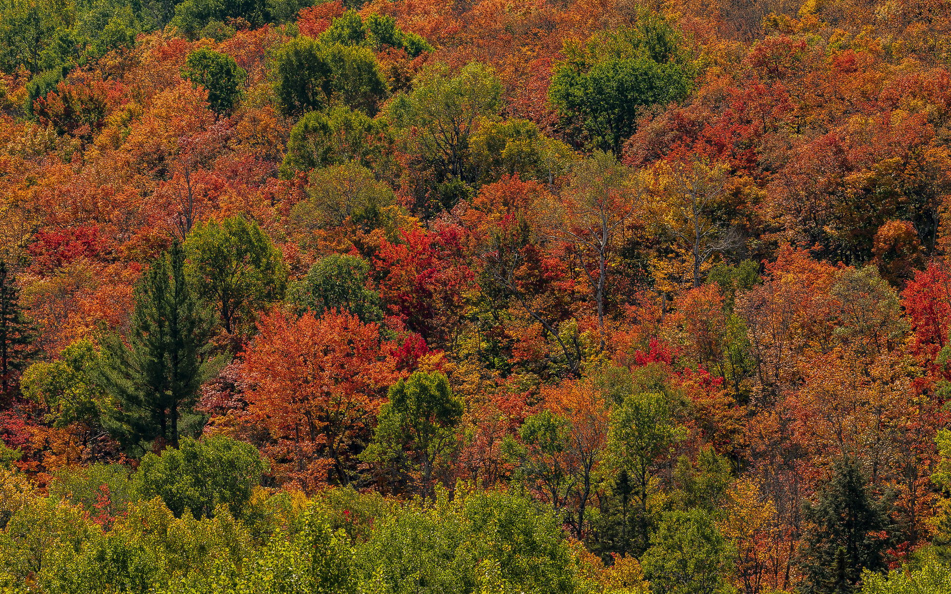 , , algonquin park, ontario, , 