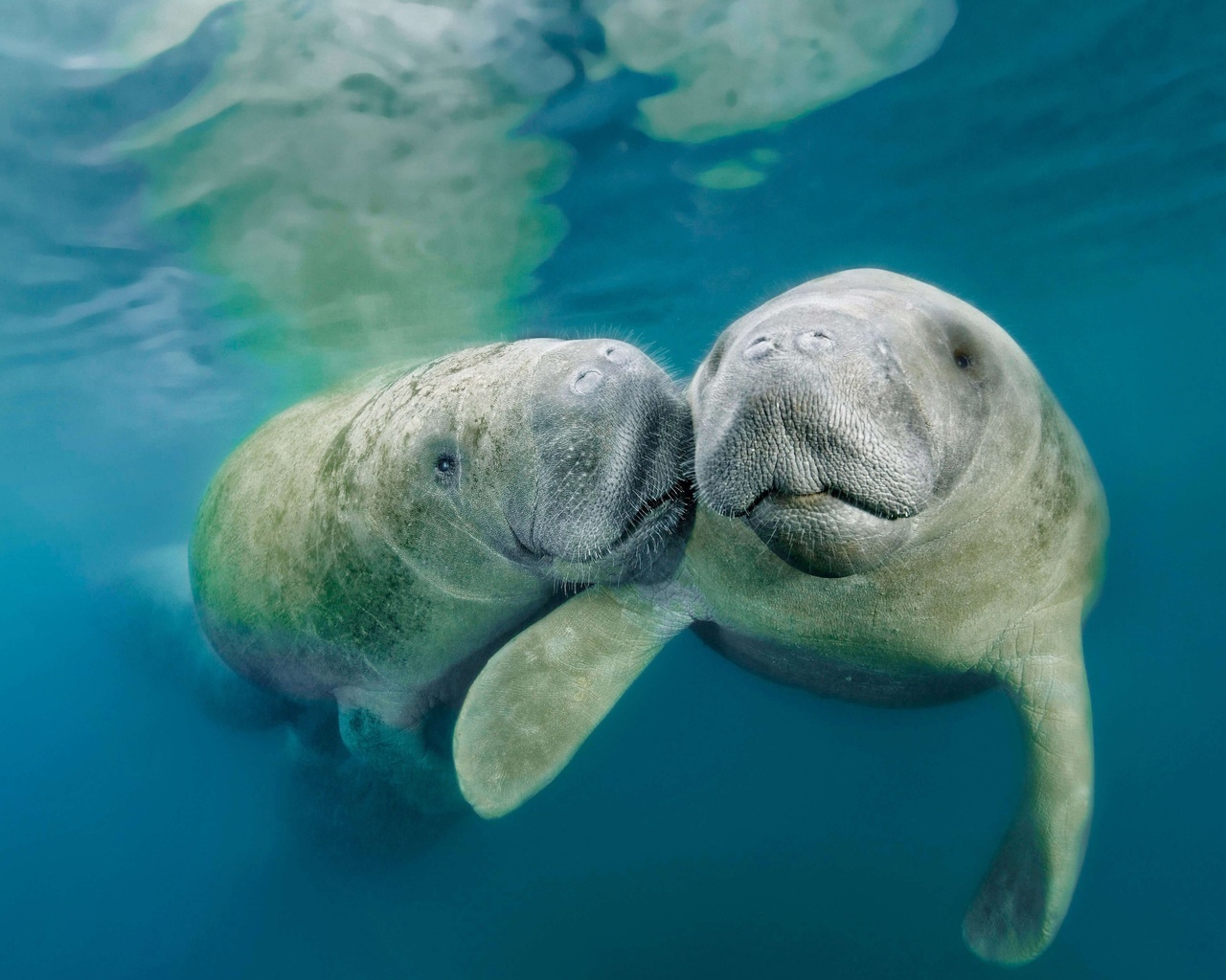 manatee, underwater, ocean, mammal