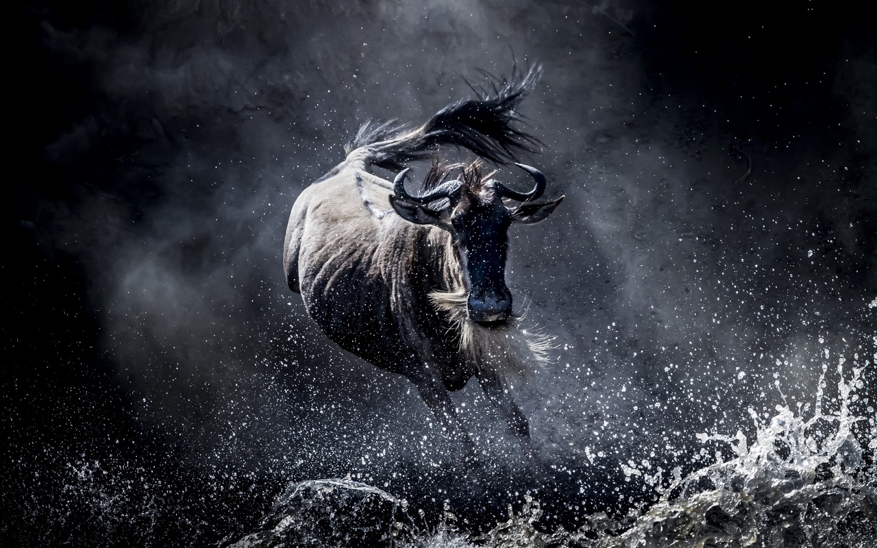 wildebeest, gnu, running, wild, africa