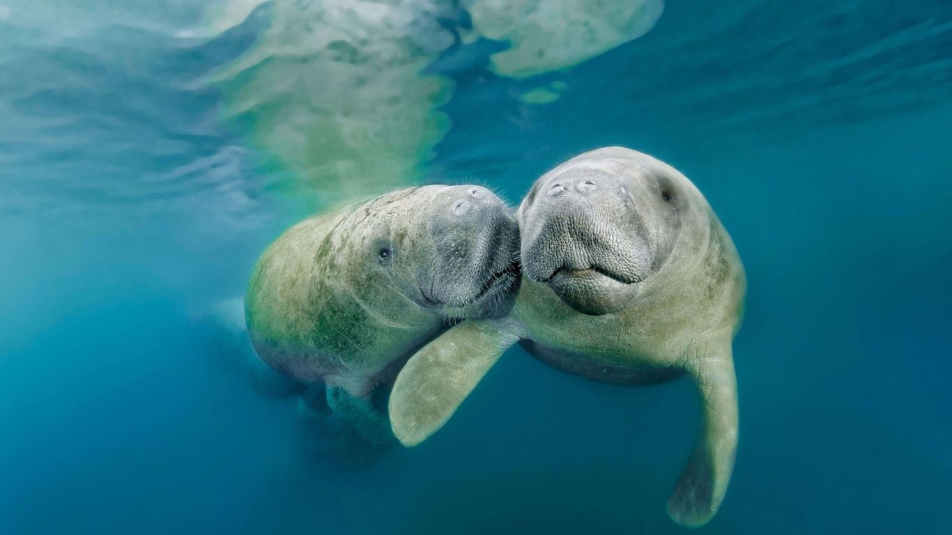 manatee, underwater, ocean, mammal