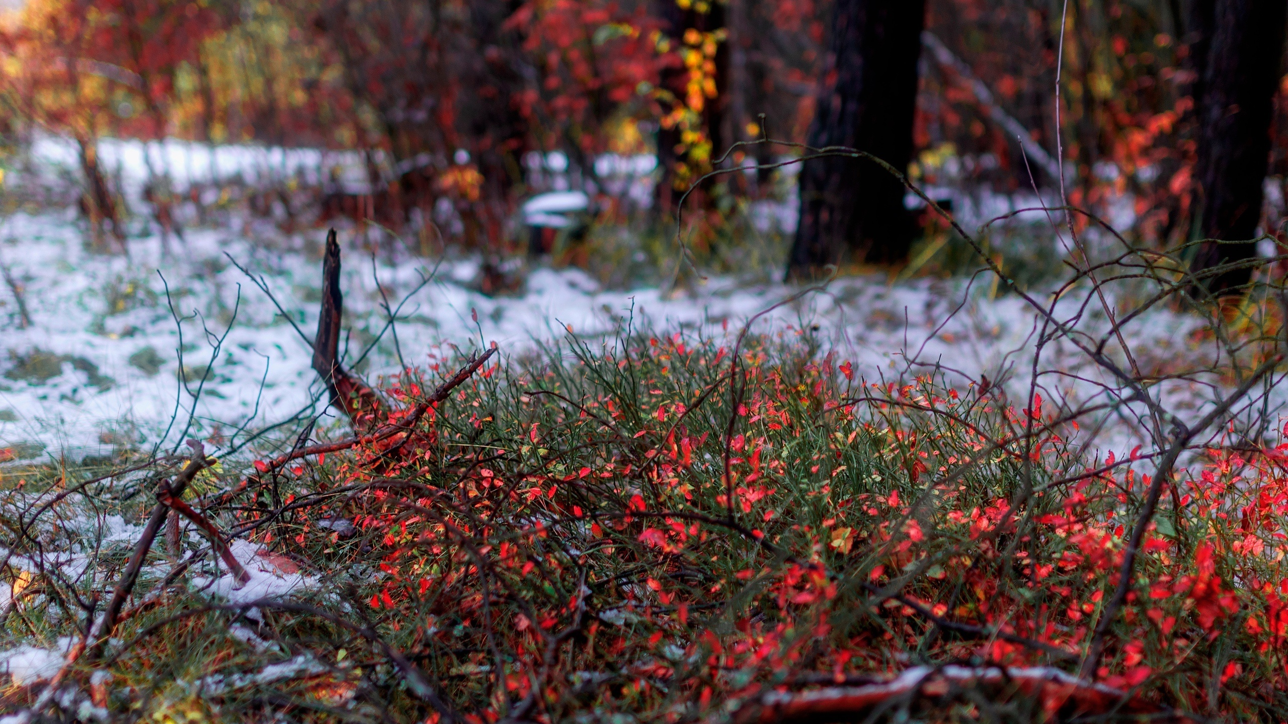 Живая картина поздняя осень с 1 снегом показать на андроид
