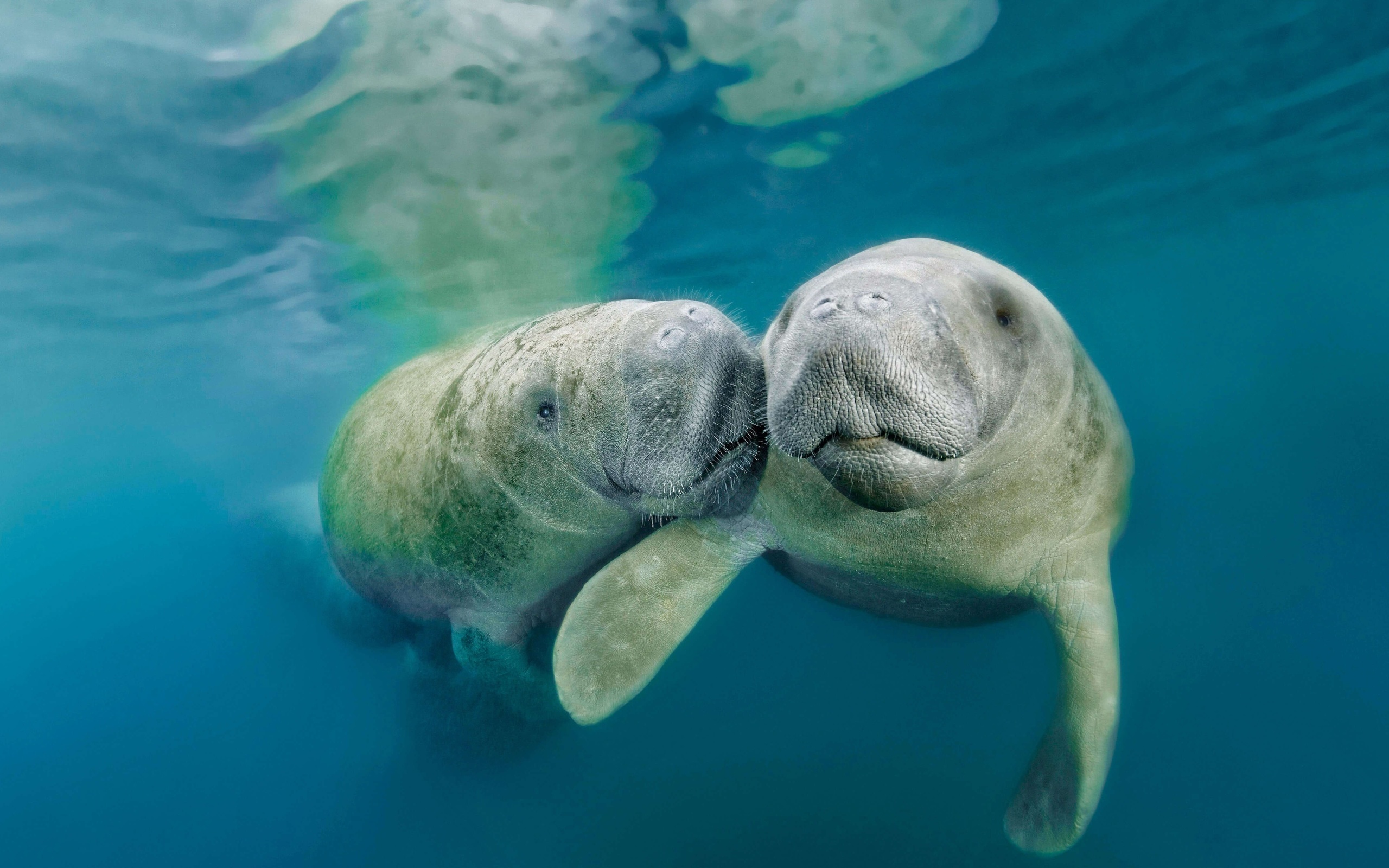 manatee, underwater, ocean, mammal