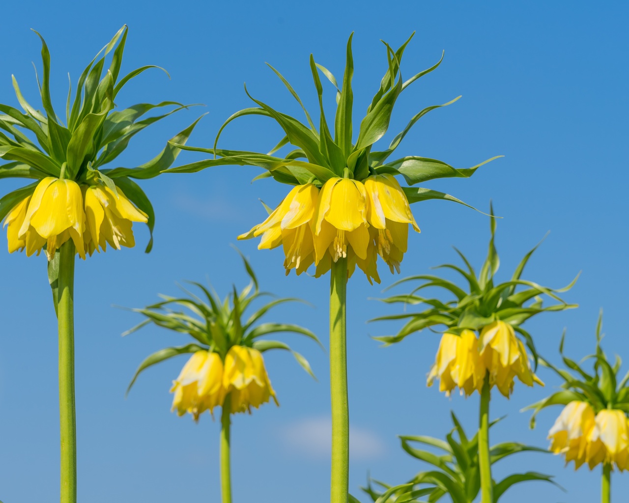 fritillaria, imperialis, crown imperial,  , , 