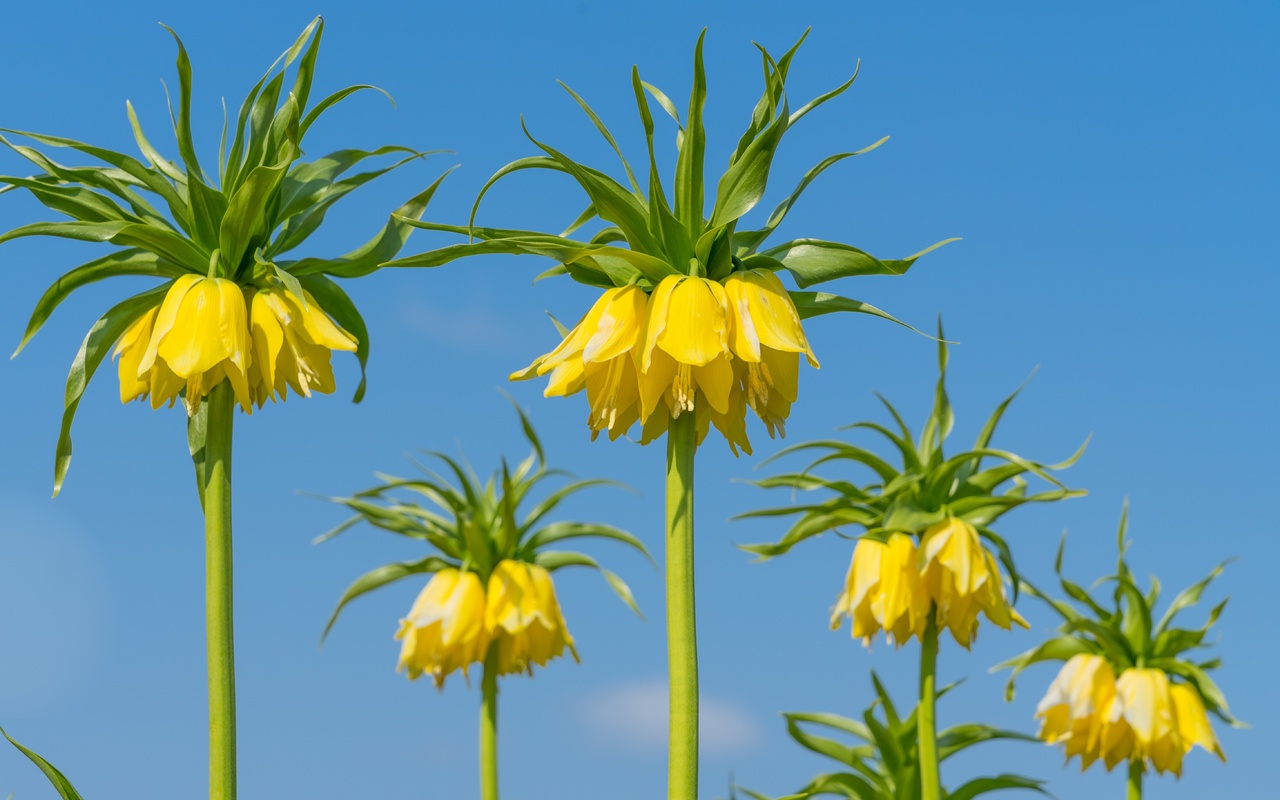 fritillaria, imperialis, crown imperial,  , , 