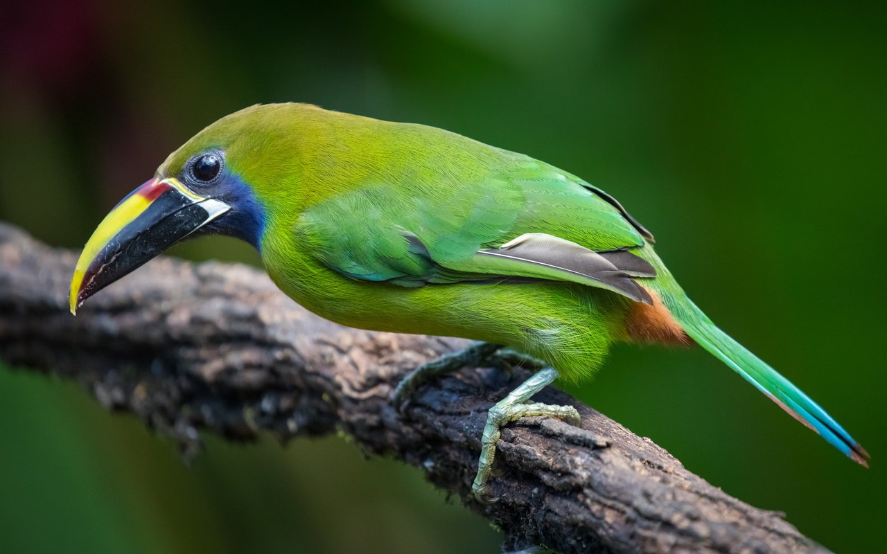 , , emerald toucanet, 