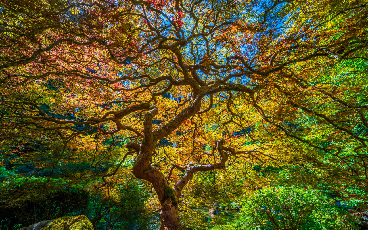 , portland, japanese, garden, , , hdr, 