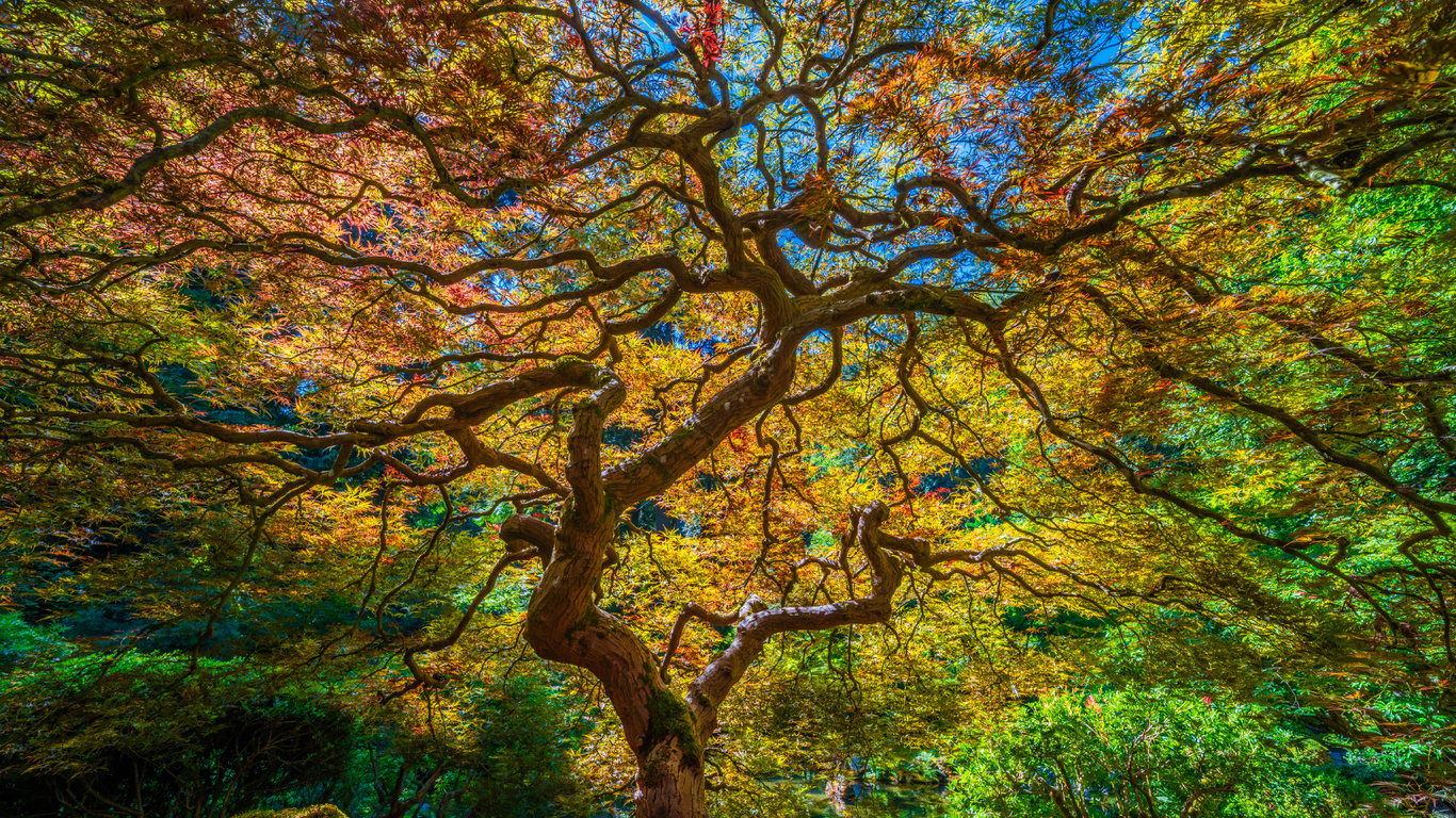 , portland, japanese, garden, , , hdr, 