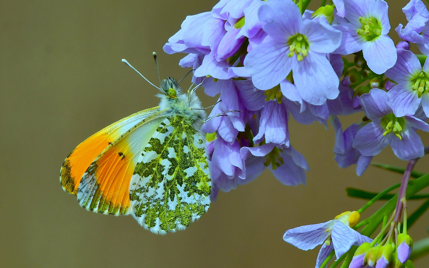 , ,  , anthocharis, cardamines, 