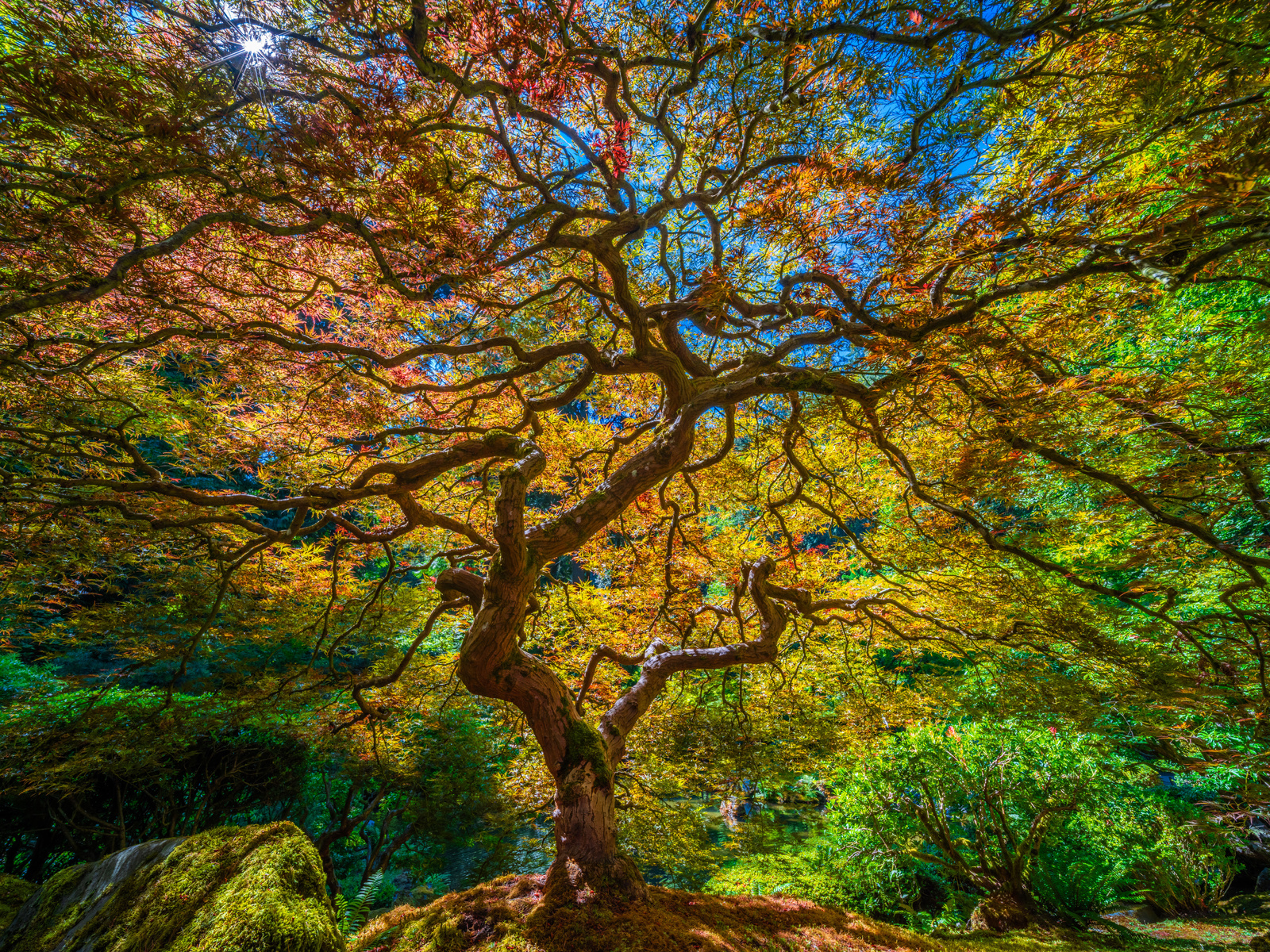 , portland, japanese, garden, , , hdr, 