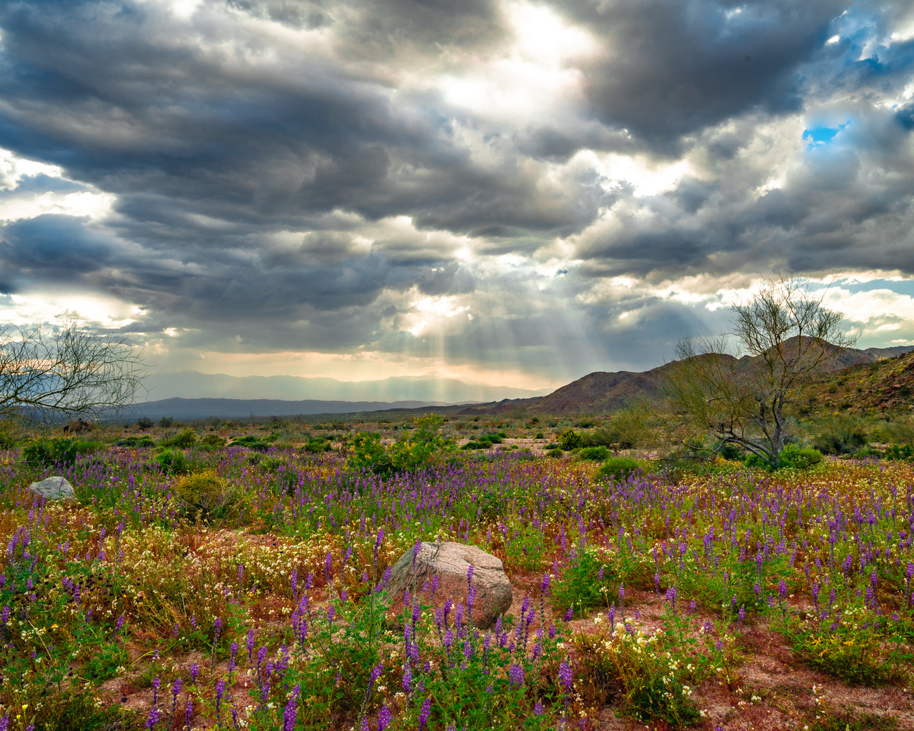 joshua, tree national park, wildflowers, , , 