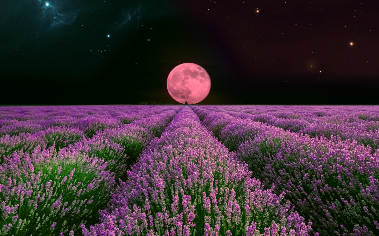 Красивые поля с фиолетовыми цветами и луной