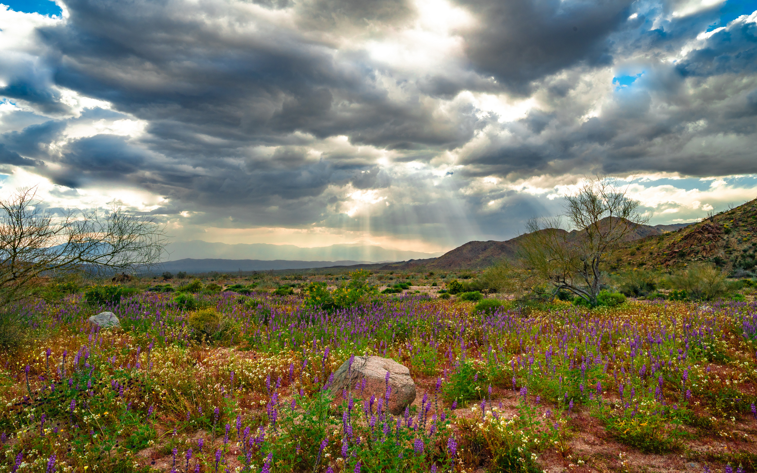 joshua, tree national park, wildflowers, , , 