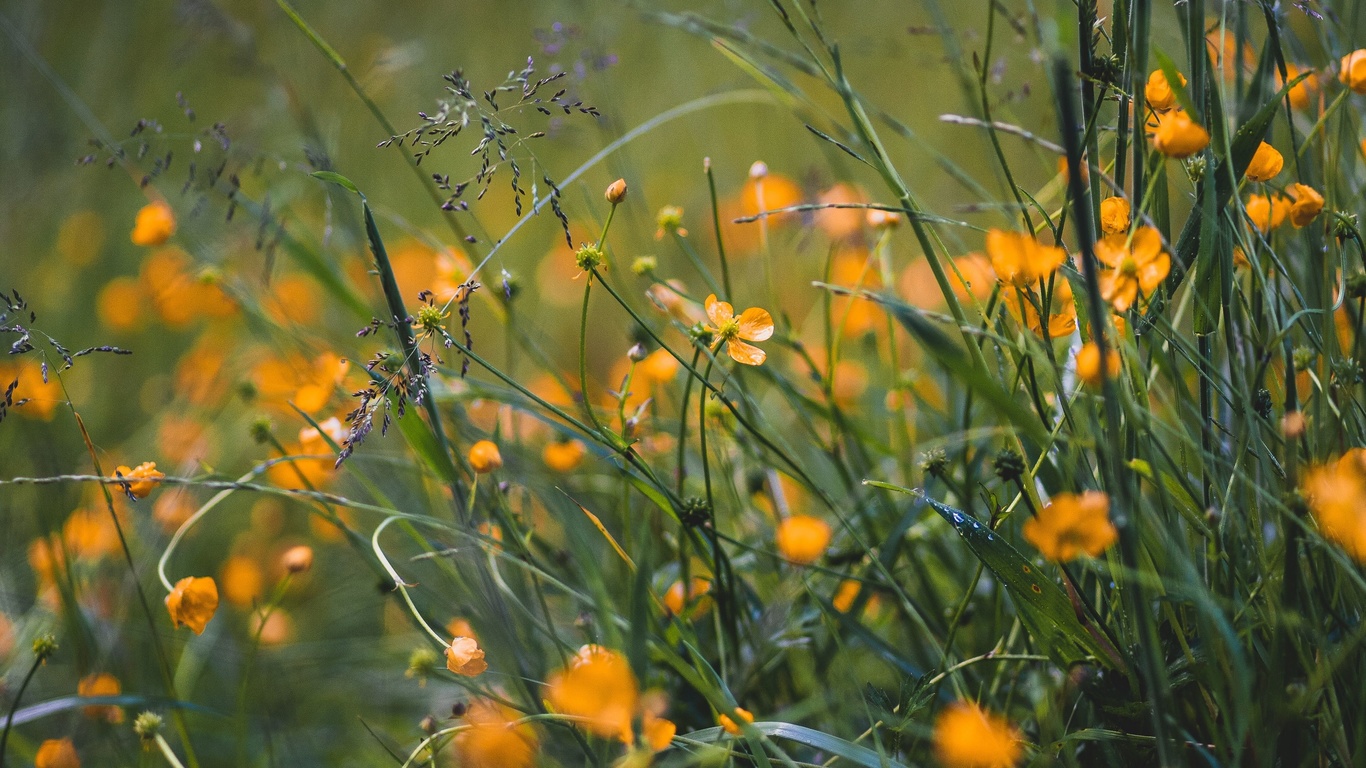 grass, flowers, yellow, field, wild