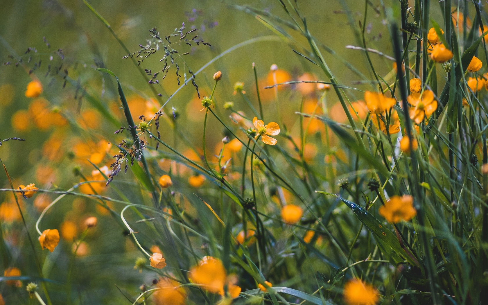 grass, flowers, yellow, field, wild