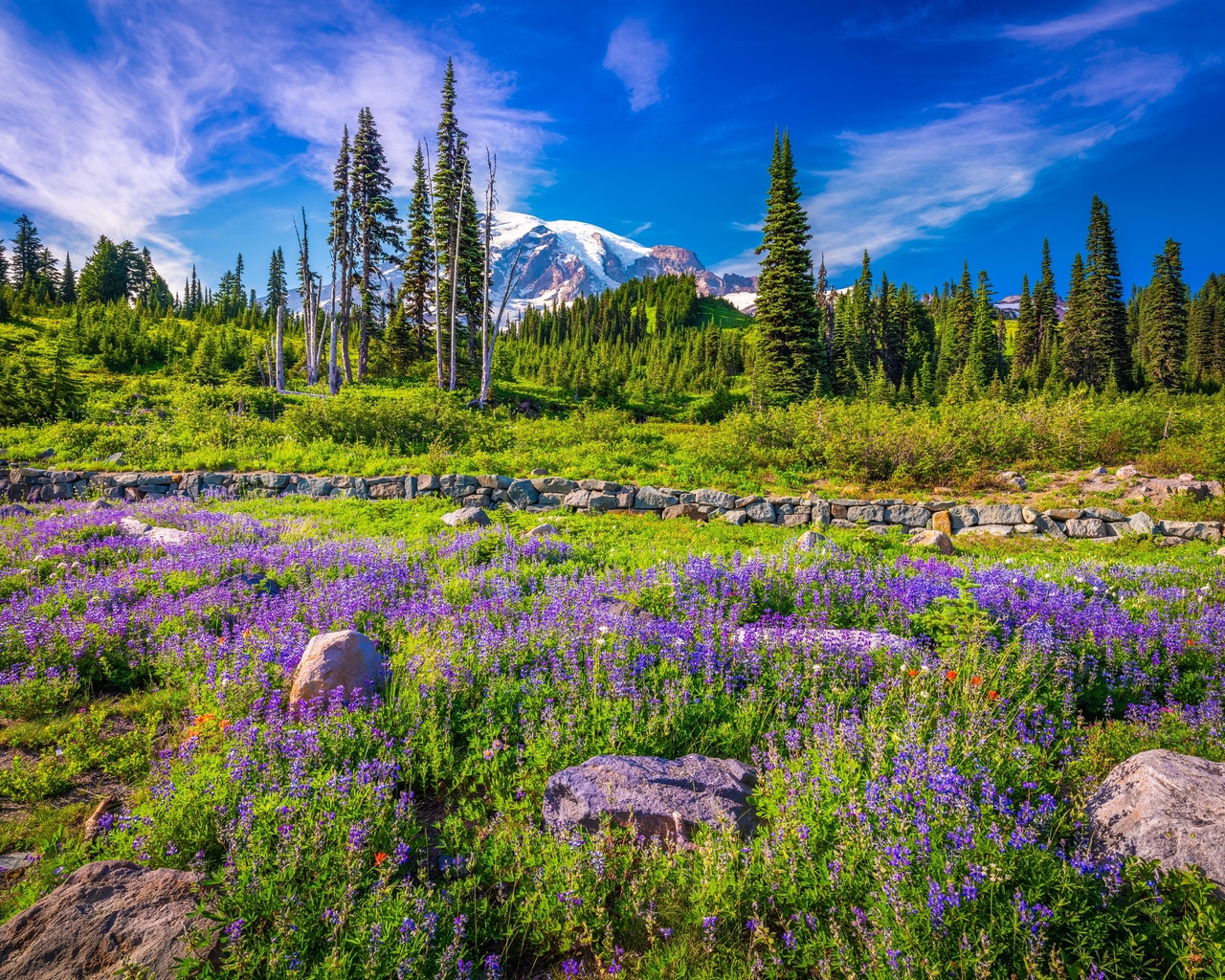 , , , mount rainier, national park, , , 