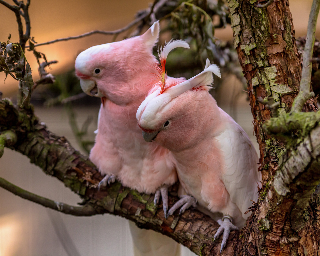 , , pink, cockatoos, , 