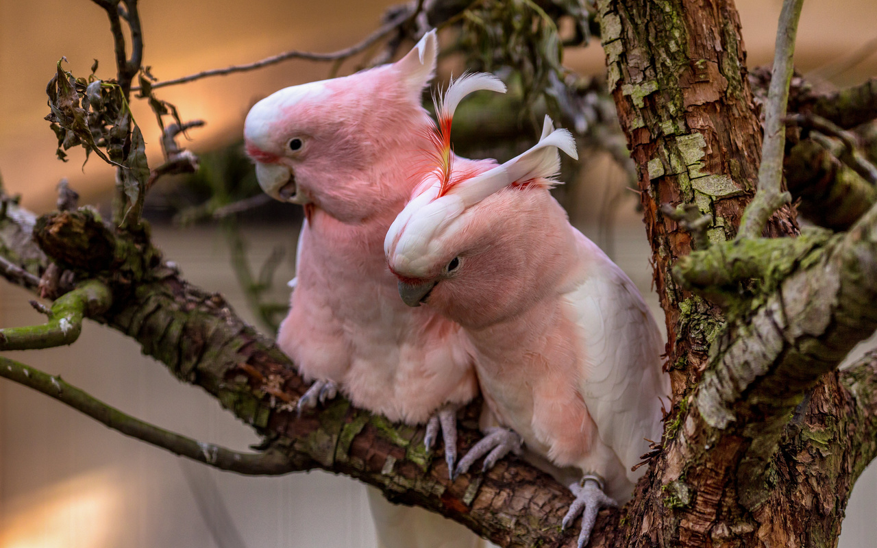 , , pink, cockatoos, , 