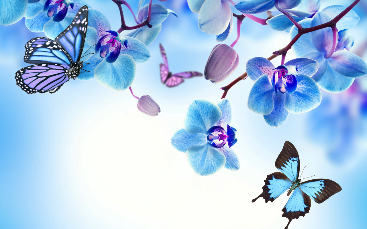 , , , blue, flowers, beautiful, orchid, butterflies