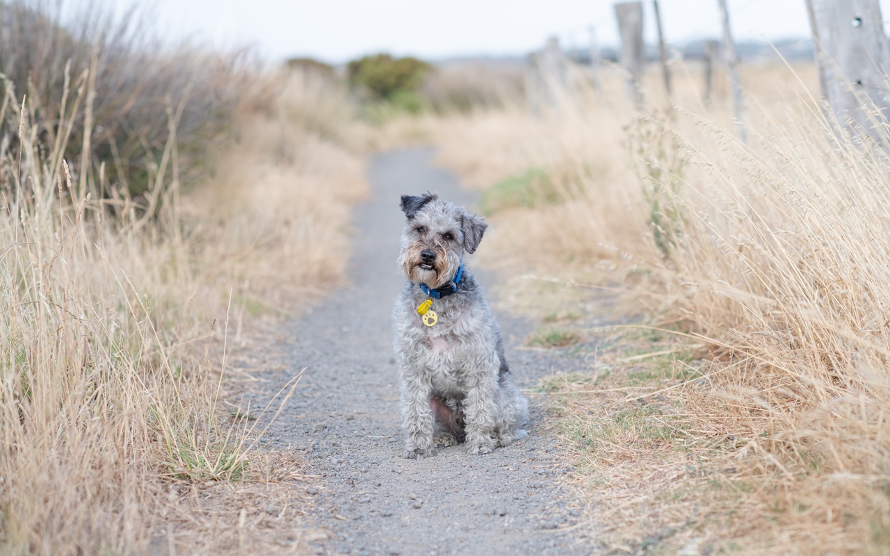 lakeland terrier, , , , 