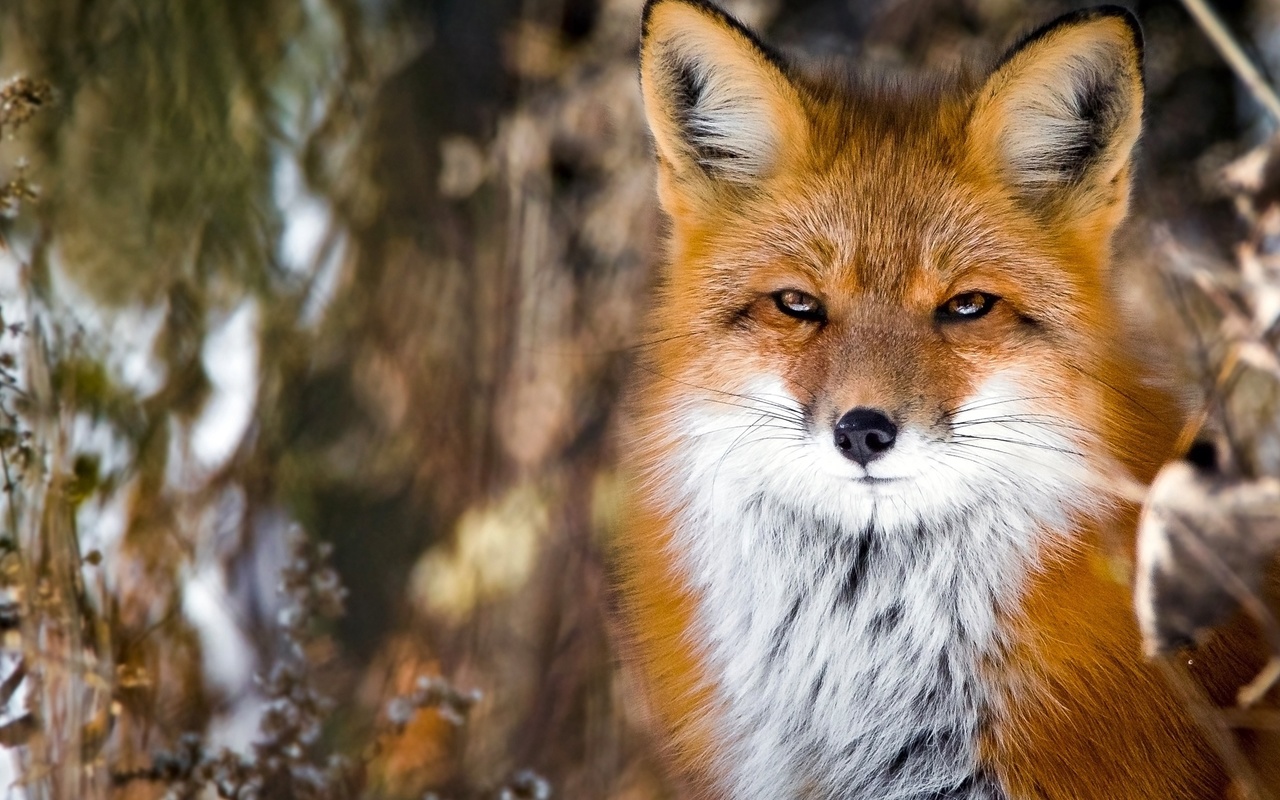 fox, cute, fluffy