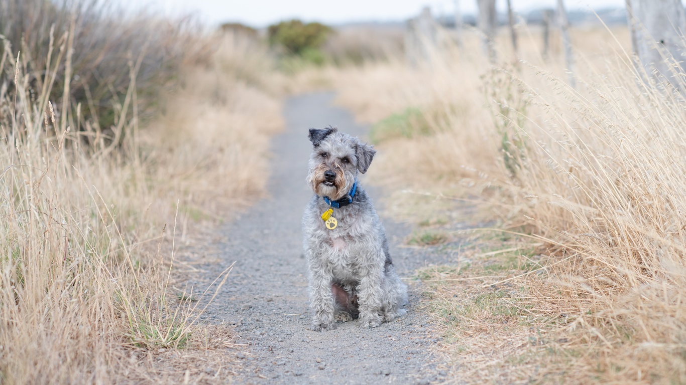 lakeland terrier, , , , 