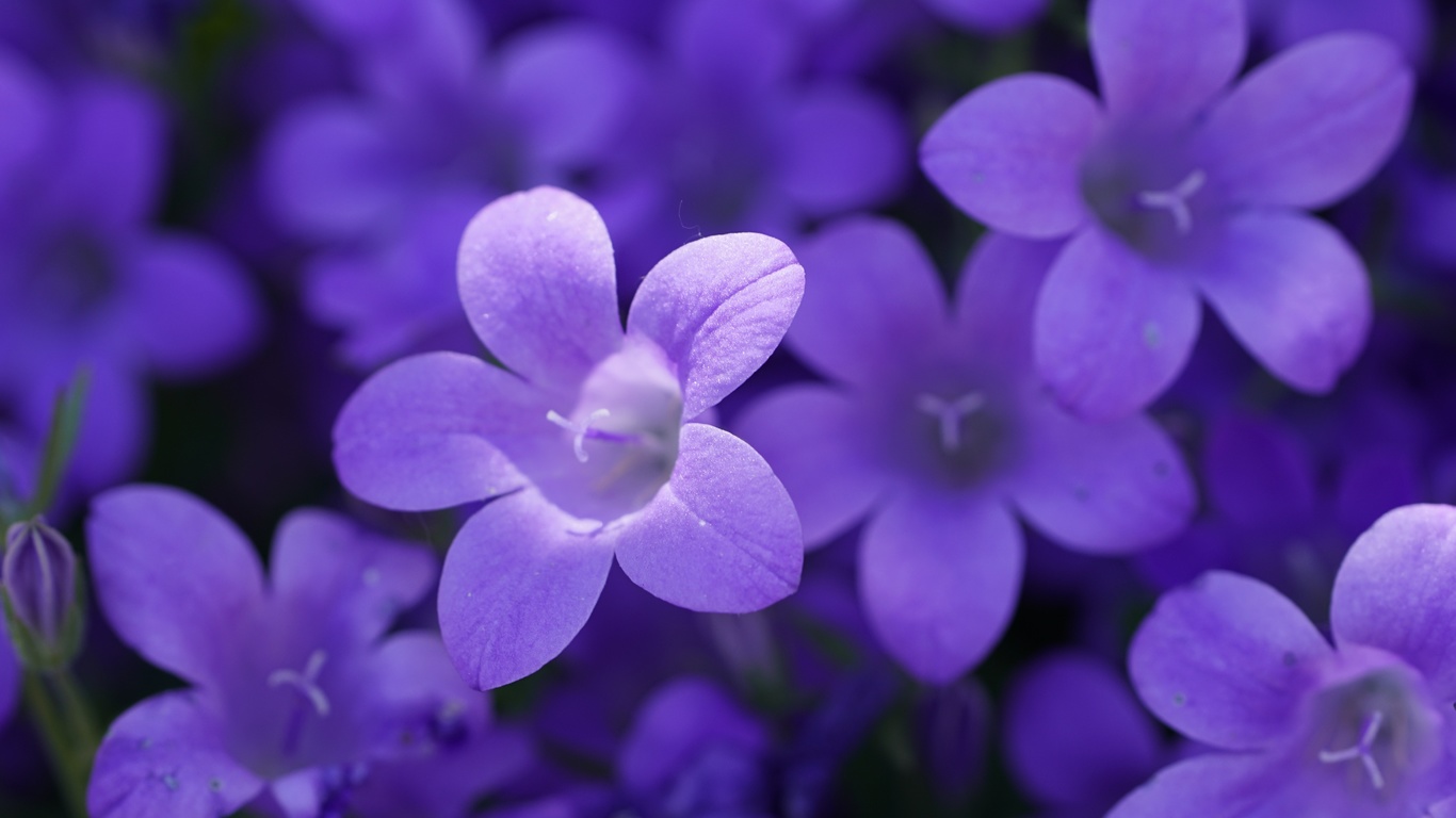 purple campanula, , ,  ,  