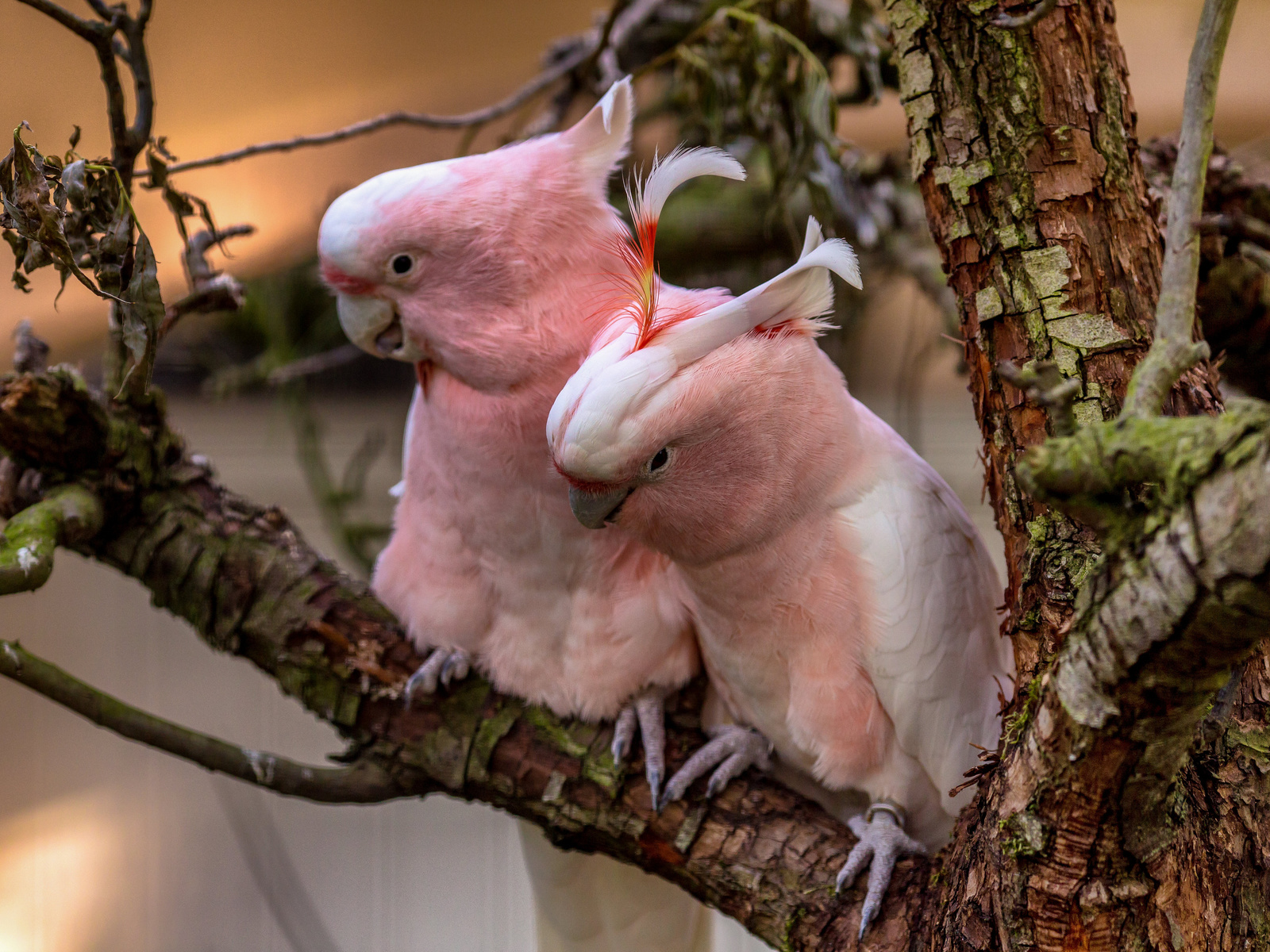 , , pink, cockatoos, , 